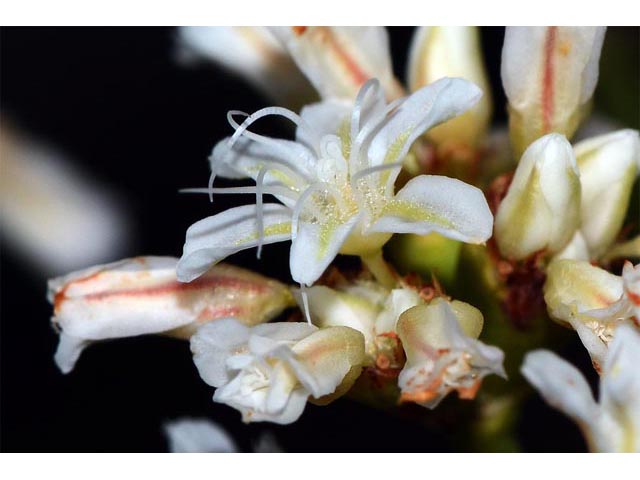 Eriogonum lonchophyllum (Spearleaf buckwheat) #54235