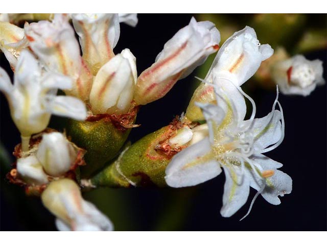 Eriogonum lonchophyllum (Spearleaf buckwheat) #54236