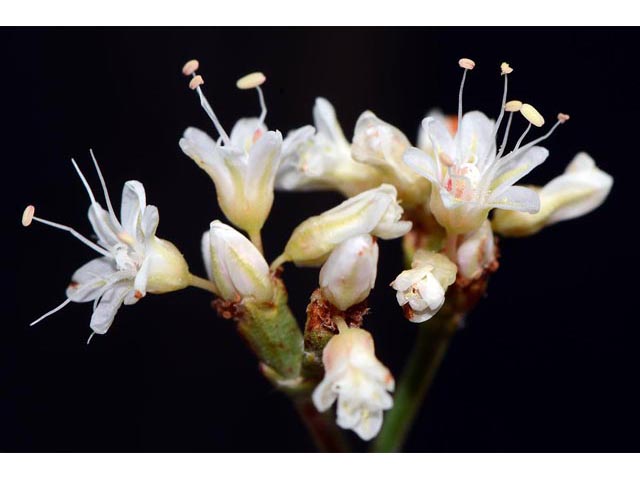 Eriogonum lonchophyllum (Spearleaf buckwheat) #54241