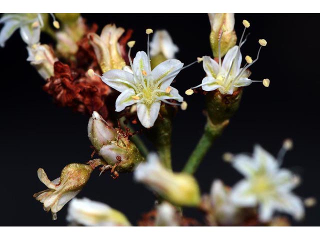 Eriogonum lonchophyllum (Spearleaf buckwheat) #54243