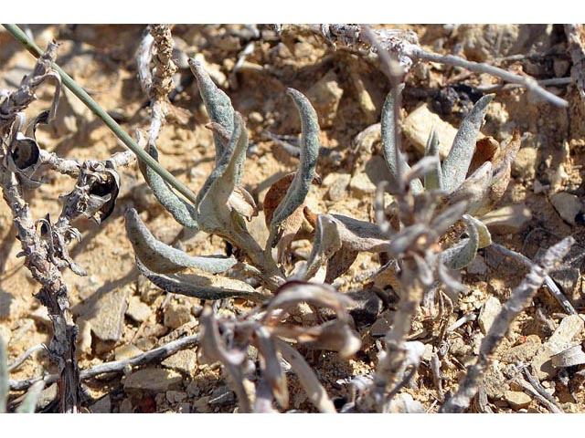Eriogonum lonchophyllum (Spearleaf buckwheat) #54253