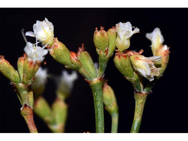 Eriogonum lonchophyllum (Spearleaf buckwheat) #54286
