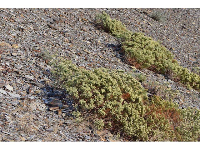 Eriogonum lonchophyllum (Spearleaf buckwheat) #54288