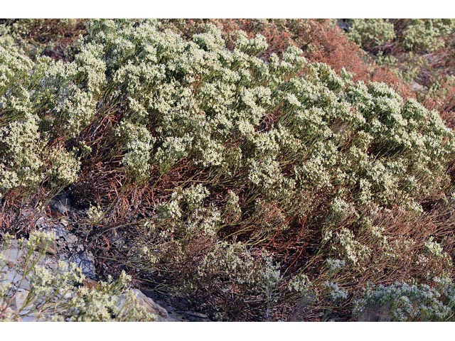 Eriogonum lonchophyllum (Spearleaf buckwheat) #54292