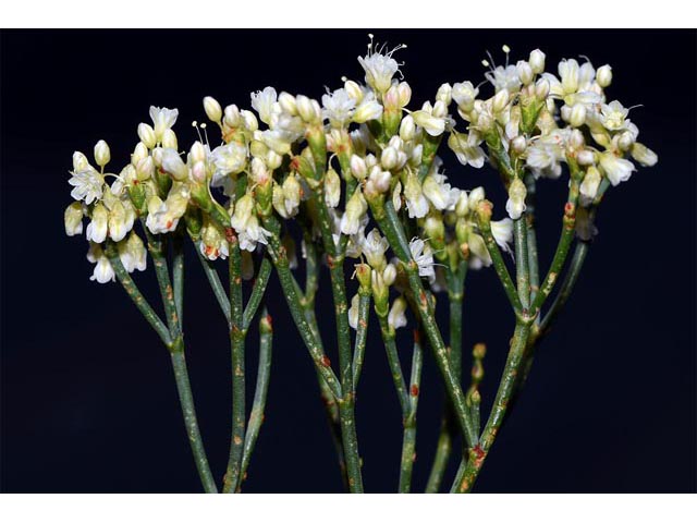 Eriogonum lonchophyllum (Spearleaf buckwheat) #54296
