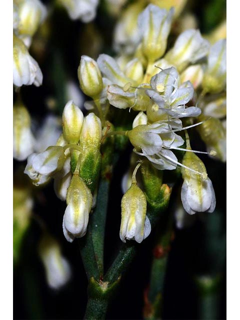 Eriogonum lonchophyllum (Spearleaf buckwheat) #54299