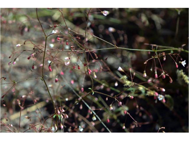 Eriogonum spergulinum var. reddingianum (Redding buckwheat) #54485