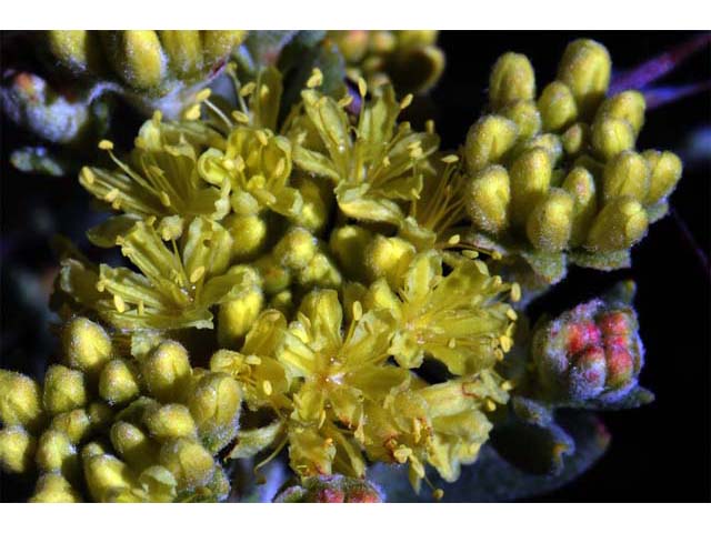 Eriogonum sphaerocephalum var. sphaerocephalum (Rock buckwheat) #54506
