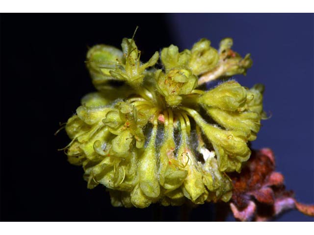 Eriogonum sphaerocephalum var. sphaerocephalum (Rock buckwheat) #54515