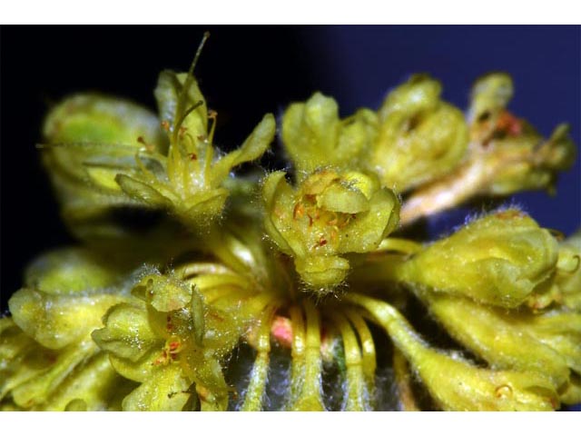Eriogonum sphaerocephalum var. sphaerocephalum (Rock buckwheat) #54516