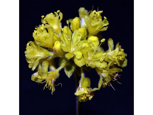 Eriogonum sphaerocephalum var. sphaerocephalum (Rock buckwheat) #54544