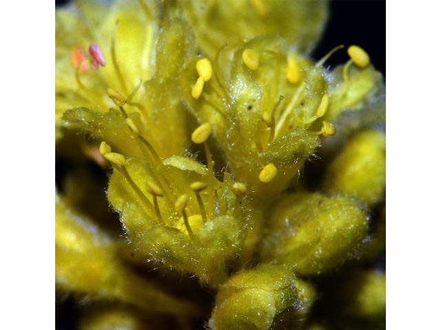 Eriogonum sphaerocephalum var. sphaerocephalum (Rock buckwheat) #54553