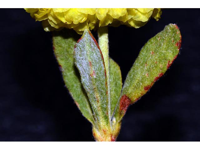 Eriogonum sphaerocephalum var. sphaerocephalum (Rock buckwheat) #54565