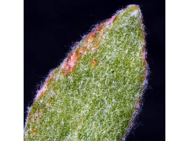 Eriogonum sphaerocephalum var. sphaerocephalum (Rock buckwheat) #54574