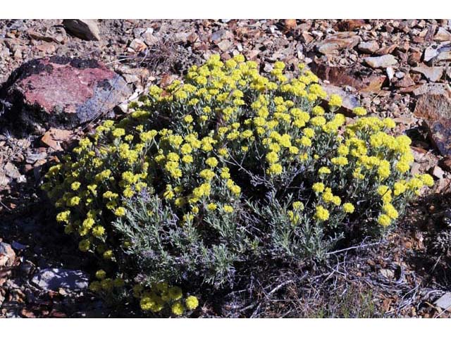 Eriogonum sphaerocephalum (Rock buckwheat) #54577