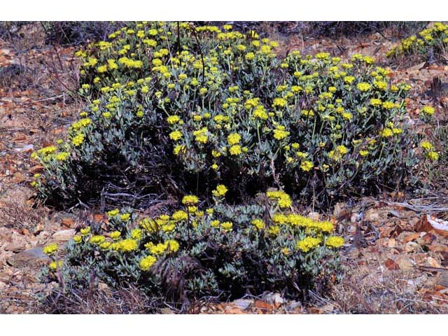 Eriogonum sphaerocephalum (Rock buckwheat) #54580