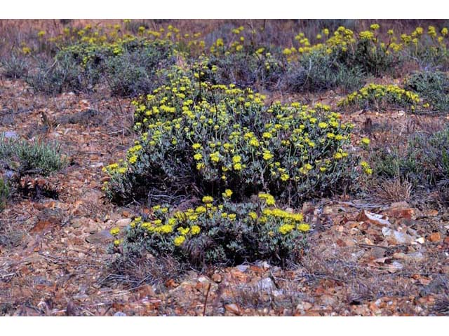 Eriogonum sphaerocephalum (Rock buckwheat) #54581