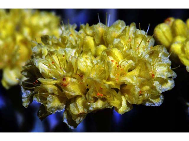 Eriogonum sphaerocephalum (Rock buckwheat) #54585