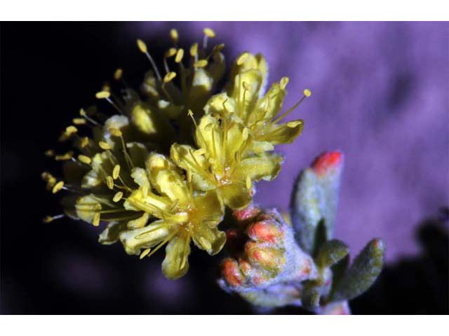 Eriogonum sphaerocephalum (Rock buckwheat) #54588