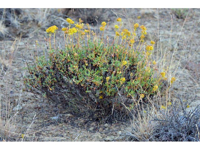 Eriogonum sphaerocephalum (Rock buckwheat) #54592