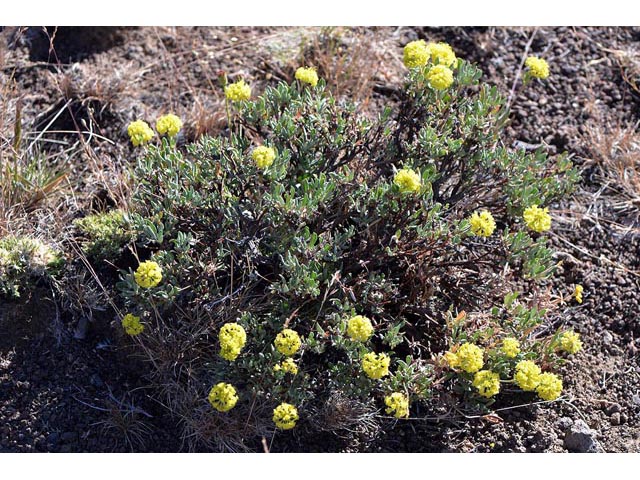 Eriogonum sphaerocephalum (Rock buckwheat) #54602
