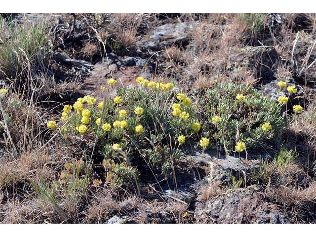 Eriogonum sphaerocephalum (Rock buckwheat) #54604