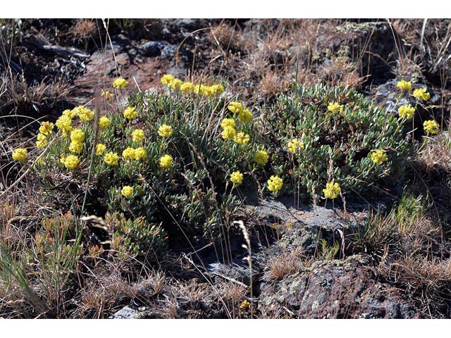 Eriogonum sphaerocephalum (Rock buckwheat) #54605