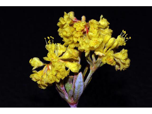 Eriogonum sphaerocephalum (Rock buckwheat) #54618