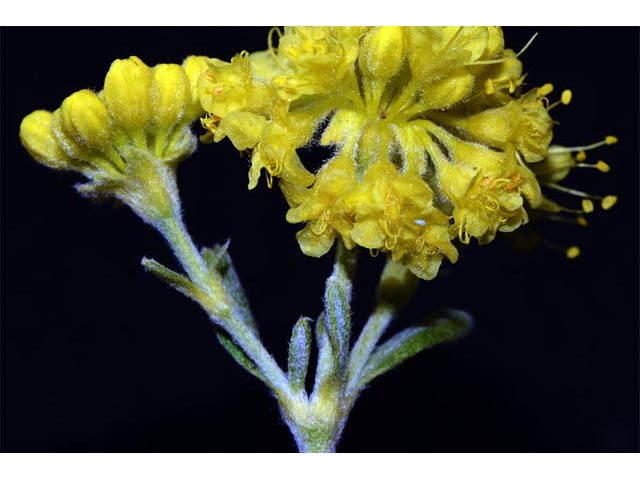 Eriogonum sphaerocephalum (Rock buckwheat) #54624