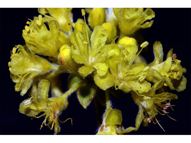 Eriogonum sphaerocephalum (Rock buckwheat) #54626
