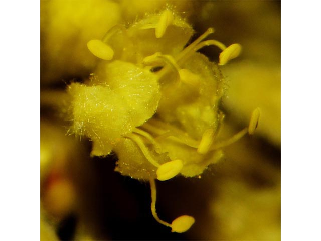 Eriogonum sphaerocephalum (Rock buckwheat) #54632