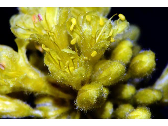 Eriogonum sphaerocephalum (Rock buckwheat) #54633