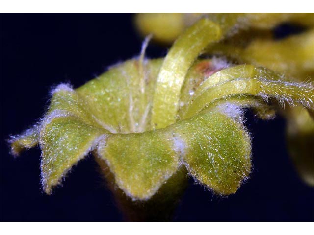 Eriogonum sphaerocephalum (Rock buckwheat) #54644