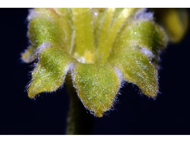 Eriogonum sphaerocephalum (Rock buckwheat) #54645