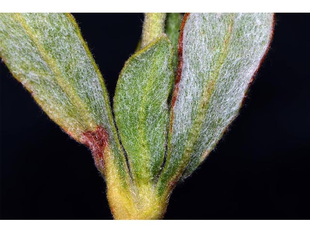 Eriogonum sphaerocephalum (Rock buckwheat) #54649