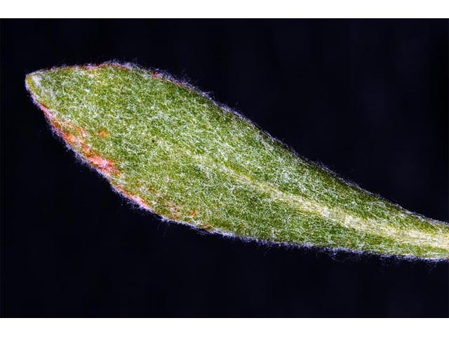 Eriogonum sphaerocephalum (Rock buckwheat) #54654