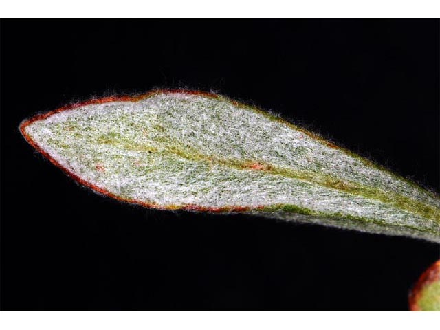 Eriogonum sphaerocephalum (Rock buckwheat) #54656