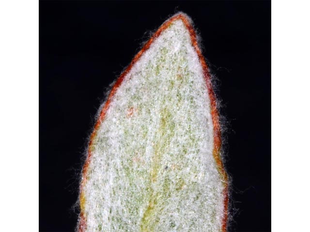 Eriogonum sphaerocephalum (Rock buckwheat) #54657