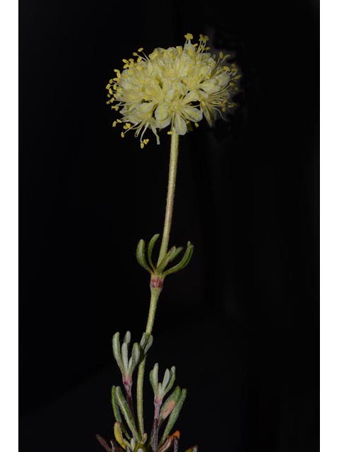 Eriogonum douglasii var. sublineare (Scabland buckwheat) #54669