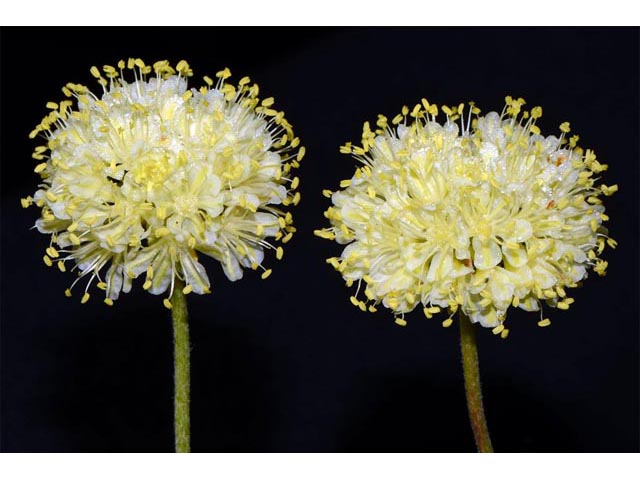 Eriogonum douglasii var. sublineare (Scabland buckwheat) #54672