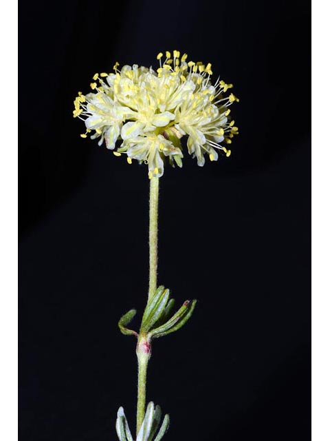 Eriogonum douglasii var. sublineare (Scabland buckwheat) #54673