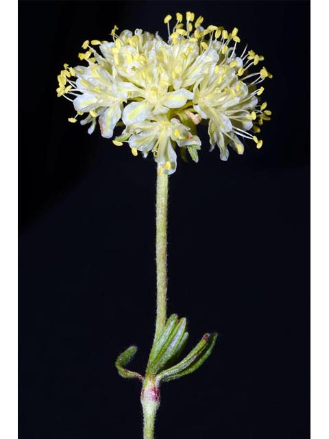 Eriogonum douglasii var. sublineare (Scabland buckwheat) #54674