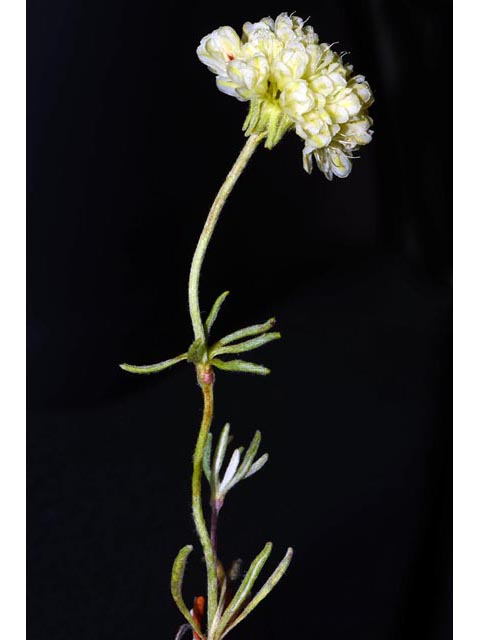 Eriogonum douglasii var. sublineare (Scabland buckwheat) #54676