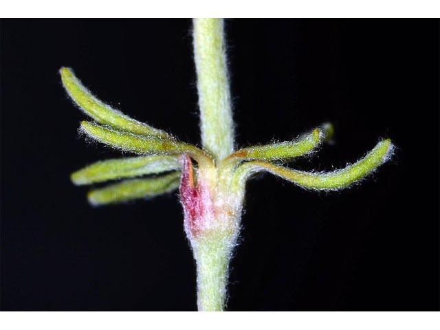 Eriogonum douglasii var. sublineare (Scabland buckwheat) #54685