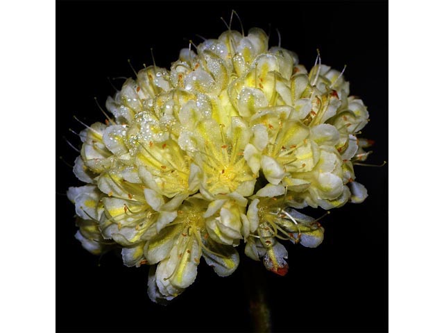 Eriogonum douglasii var. sublineare (Scabland buckwheat) #54689