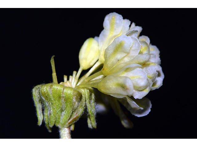 Eriogonum douglasii var. sublineare (Scabland buckwheat) #54699