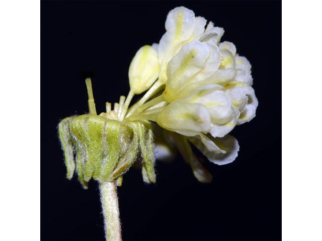 Eriogonum douglasii var. sublineare (Scabland buckwheat) #54700
