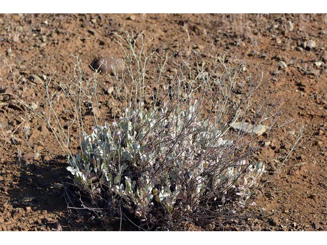 Eriogonum strictum var. proliferum (Blue mountain buckwheat) #54769
