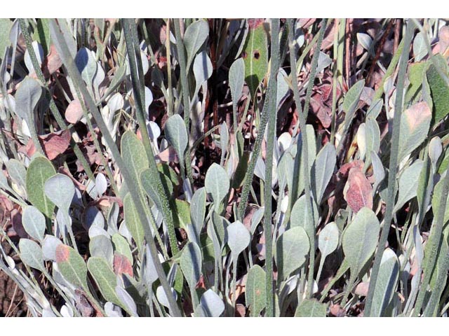 Eriogonum strictum ssp. proliferum (Blue mountain buckwheat) #54860