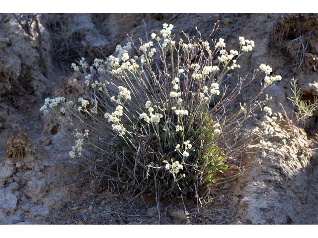 Eriogonum strictum ssp. proliferum (Blue mountain buckwheat) #54870